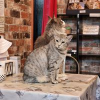  at Steampuss Cat Lounge in Scarborough
