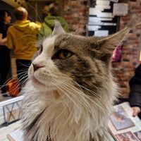 Hagrid! at Steampuss Cat Lounge in Scarborough