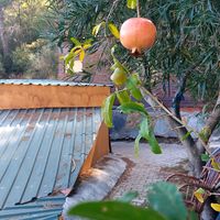 Georgian Kitchen Vegan & Vegetarierin  #Veganuary at BATUMI in Berlin