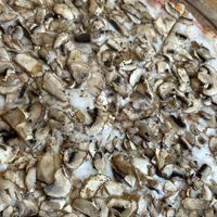   at Pizza Locale  in Istanbul