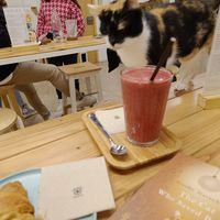 Cats must not be fed. But no one told that to the cats. at La Fábrica de Huellas in Valencia