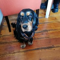 Süße Hunde at Fellfreunde Unser Hundecafe in Berlin