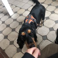 Laktes, einer der Haushunde.  at Fellfreunde Unser Hundecafe in Berlin