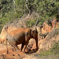 Mud bath  #Veganuary at Chang Chill in Chiang Mai