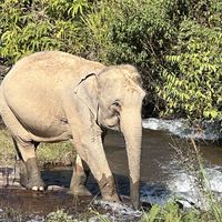 Bathing in the river (by themselves)  #Veganuary at Chang Chill in Chiang Mai