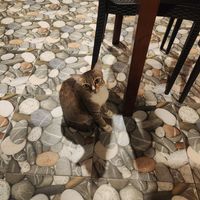 Cat! at Sang Ka Si Koh Tao - สังกะสี เกาะเต่า in Koh Tao