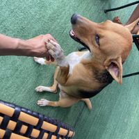 Owner’s dog 🐶   at Penne in Koh Samui