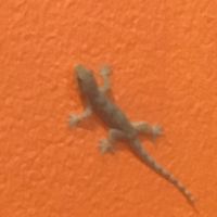 Local visitor  at Penne in Koh Samui