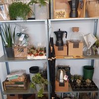 You can buy cactae at the cafe :) at Kaktus Espressobar in Reykjavik