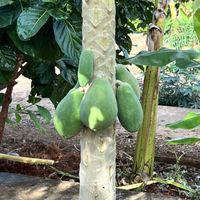 They grow all kinds of fruit on the farm.   at Market at Sun Farm in Honolulu