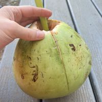 Fresh coconut I was given to drink from.   at Market at Sun Farm in Honolulu