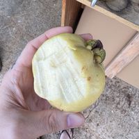 This is a fresh organic fruit I was given on the farm tour.   at Market at Sun Farm in Honolulu