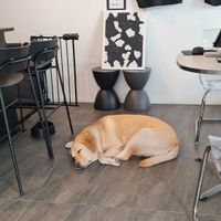Very friendly dog living at the cafe at Veganuary - 비거뉴어리 in Incheon