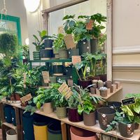  at Plantbar Jacqueline in Borgerhout