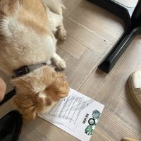 Jersey deciding on her dish  at Offbeet - Southsea in Southsea