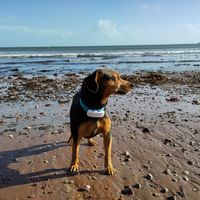 Dog beach in low season at The Miggi Vegan Guesthouse in Paignton