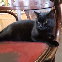 Earl at Norman's Coach and Horses in London