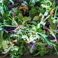 I am Sensational Salad with chrysanthemum greens and crispy soba noodles bits at Cafe Gratitude in Venice