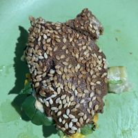 Hippie slicker on Rye  at Schmucks - The William in Melbourne