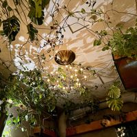 Ceiling   at Torggata Botaniske in Oslo