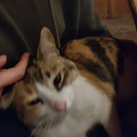  at Tatsu in San Jose Del Pacifico