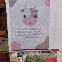  at El Shamuskiao in Havana