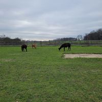Lamas & Alpakas at Die MonRo Ranch - Der Lebenshof in Moenchengladbach
