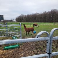 Lamas & Alpakas at Die MonRo Ranch - Der Lebenshof in Moenchengladbach