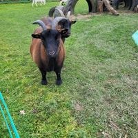 Elfriede & Emma at Die MonRo Ranch - Der Lebenshof in Moenchengladbach