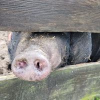 Rosi at Die MonRo Ranch - Der Lebenshof in Moenchengladbach