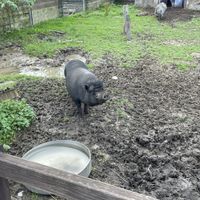   at Die MonRo Ranch - Der Lebenshof in Moenchengladbach