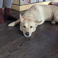 Yeti at Café Huskies in Longyearbyen