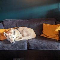 Yuki at Café Huskies in Longyearbyen