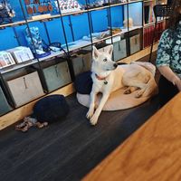  at Café Huskies in Longyearbyen