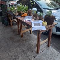 Outdoor - Table with herbs & plants at Punto V in Mexico City