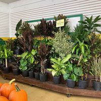  at Produce Junction in Hatboro