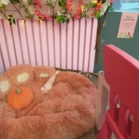 Dog friendly place #Veganuary at Cream Dream in London