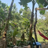   at Ronnie's Organic Coconut Garden in Koh Chang