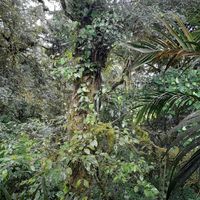 View from the balcony at Raices in Puntarenas