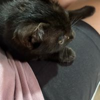 Kitten  at Ma Ma Alex Restaurant in Nong Khiaw