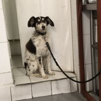 Cute dog that hangs out there  at Sarumino in Mexico City