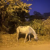 Horses roaming around on the dirt road  at Cos-Ita Pizzeria Romana in Samara