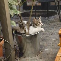 Cat!!! at Stricha in Tbilisi