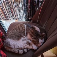 Cutest cat!!! ❤ stays warm inside when its cold outside at Stricha in Tbilisi