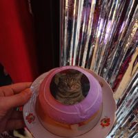  at Stricha in Tbilisi