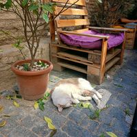  at Stricha in Tbilisi