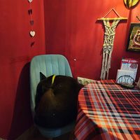 Doggie resting 🫶🏼 at Stricha in Tbilisi