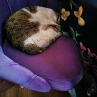 SO CUTE - accepts cat treats very politely at Stricha in Tbilisi