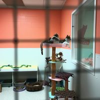 Kitten room #2 at Save the Animals Foundation in Cincinnati