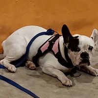  at Mandala Vegetarian & Vegan in Koh Kut